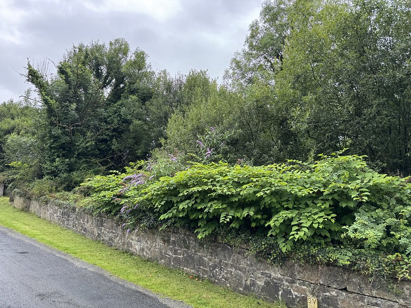 Image of Japanese Knotweed on a road side in east Clare.